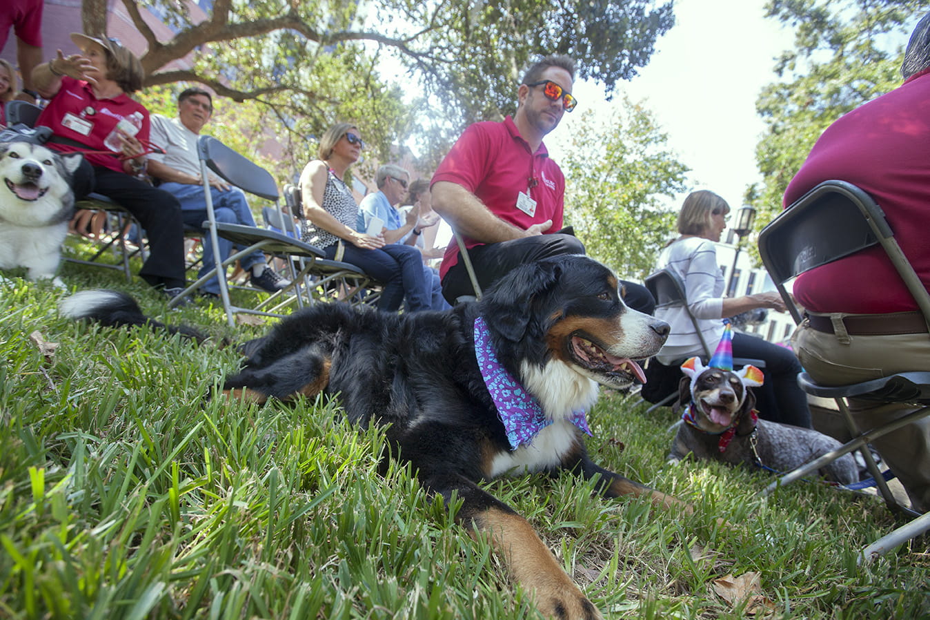 Dog lies in grass with people nearby