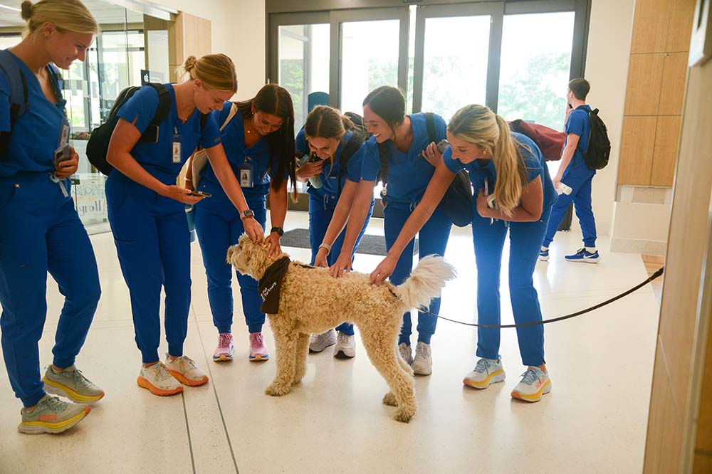 A large brown dog is petted by a group of young women wearing blue medical scrubs.
