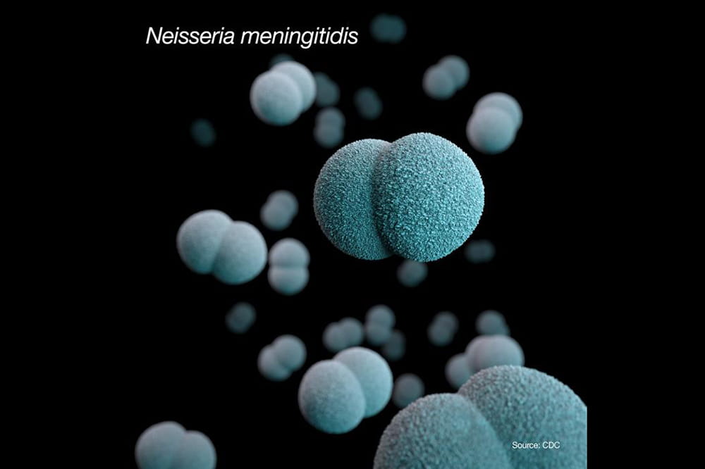 Blue blobs on a black background with the words Neisseria meningitidis.